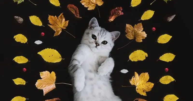 Gatos famosos en las redes sociales