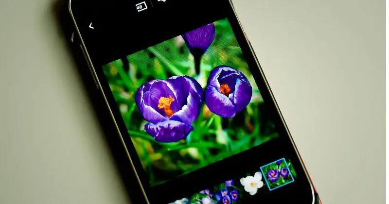 iNaturalist: Una app que reconoce especies de animales y plantas