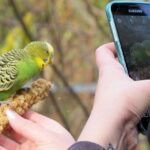 iNaturalist: Una app para identificar todas las especies de animales y plantas