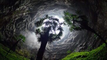 China: científicos descubren una gigantesca cueva con un bosque frondoso