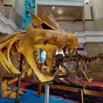 Con el tour virtual de fósiles de Pokémon ya no es necesario ir a Japón para verlos en un museo