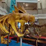 Con el tour virtual de fósiles de Pokémon ya no es necesario ir a Japón para verlos en un museo
